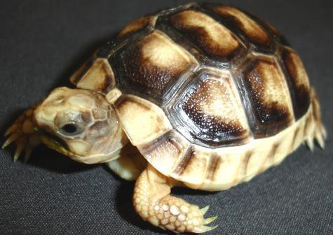 Preview of the first image of Captive Bred Baby Marginated Tortoise (Testudo marginata).
