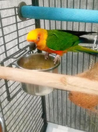 Image 3 of Jeandy conure talking parrot