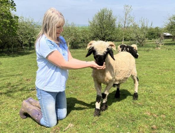 Image 1 of Gorgeous Valais Blacknose wether lamb