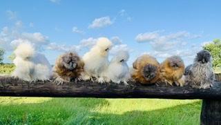 Preview of the first image of Bearded silkie pullets / various colours, NEW BATCH READY.