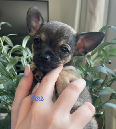 Image 3 of Chihuahua Puppies for Sale