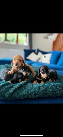 Image 2 of Adorable miniature dachshund puppies