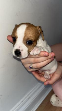 Image 4 of Jack Russell puppies for sale (only 4 boys left)