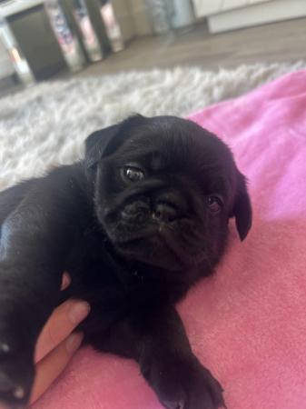 Image 4 of 3 Gorgeous Little Pug Puppies