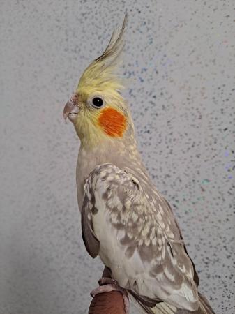 Image 8 of Silly hand tamed baby cockatiel for sale