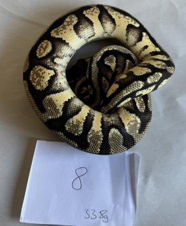 Image 16 of Ball pythons, selling whole collection plus vivs
