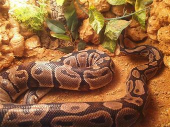 Preview of the first image of Adult Normal Royal Pythons For Sale.
