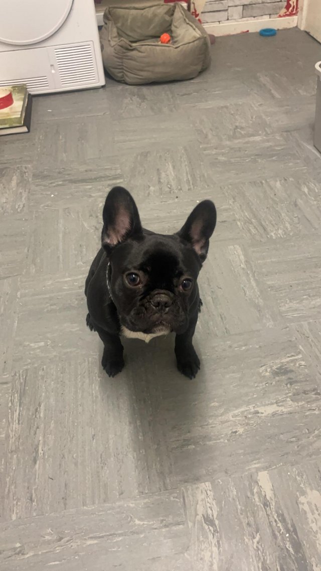 Preview of the first image of Frenchie puppy looking for new home.