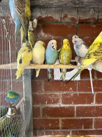 Image 5 of Baby and adult budgies for sale