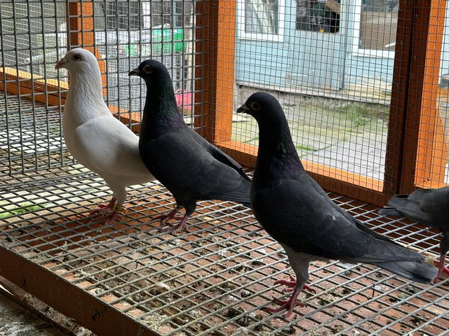 Preview of the first image of White racing pigeons and black racing pigeons.