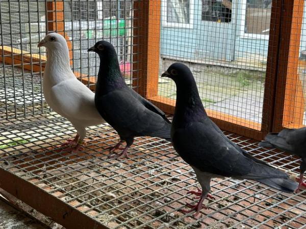 Image 1 of White racing pigeons and black racing pigeons