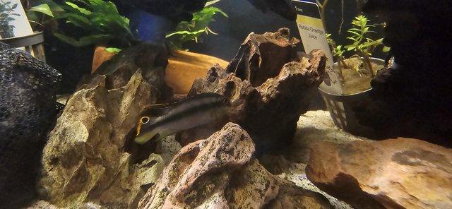 Image 4 of Panda guppies for sale.