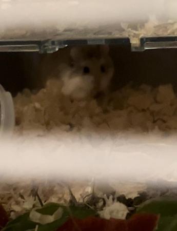 Image 3 of 4 month old Russian Dwarf Hamster