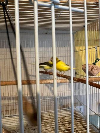 Image 5 of Canaries for sale beautiful happy healthy birds