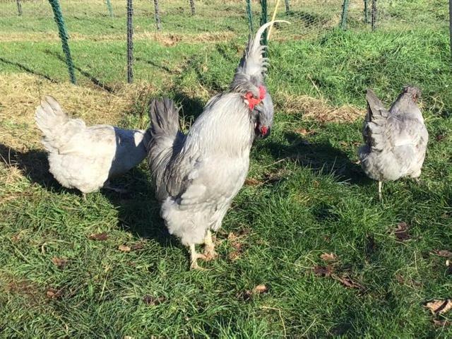 Preview of the first image of LAVENDER ARAUCANA COCKEREL LARGE FOWL.