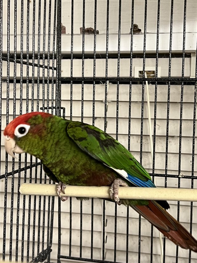 Preview of the first image of DNA’d Male Rose Crowned Conure.