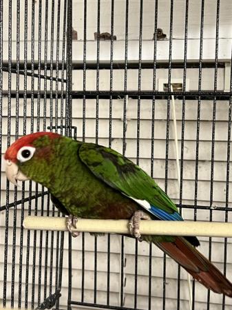Image 1 of DNA’d Male Rose Crowned Conure