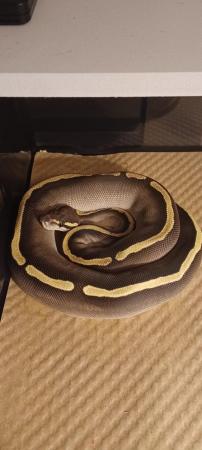 Image 7 of A female ghi mojave royal python