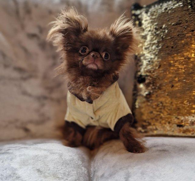 Preview of the first image of Xx At stud tiny chihuahua chocolate longcoat dog Xx.