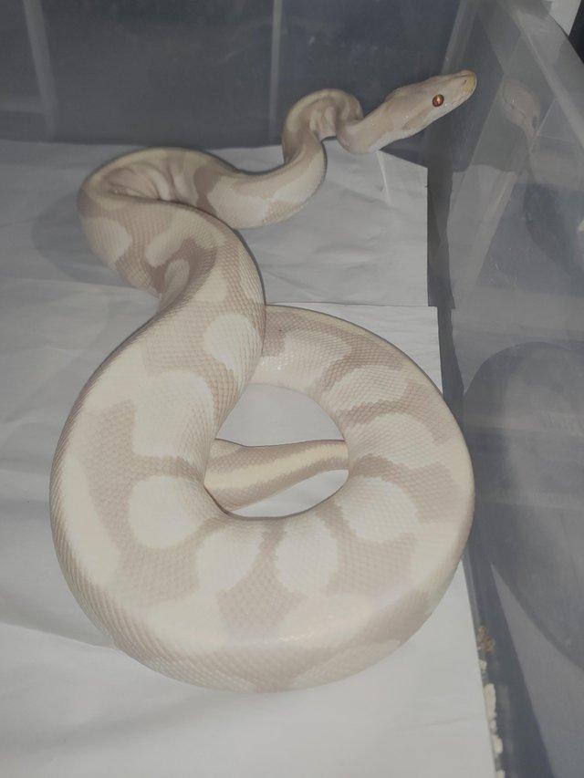 Preview of the first image of Male royal python toffino 100% het pied.