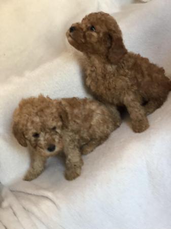 Image 9 of toy poodle puppy’s ready now!!