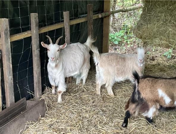 Image 3 of Pygmy nanny goats for sale