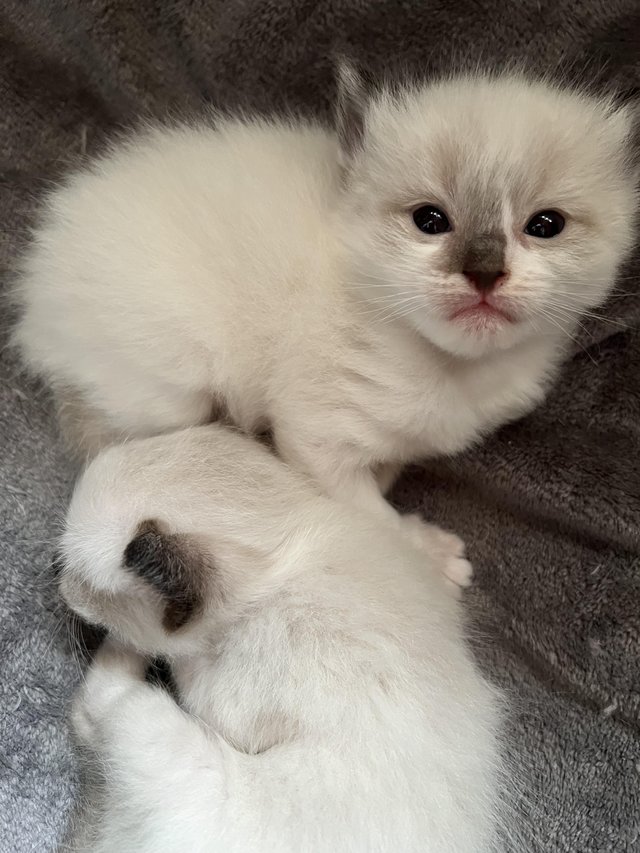Preview of the first image of READY TO LEAVE 3 males fullragdoll kittens.