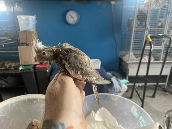 Image 8 of Hand reared Cockatiels, can come with brand new cage