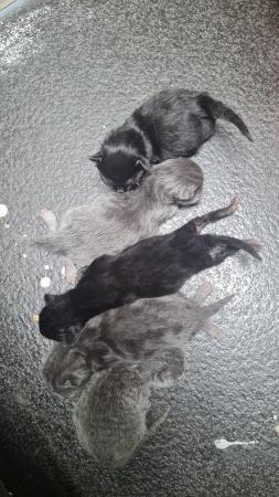 Image 2 of 7 week old half bengal kittens