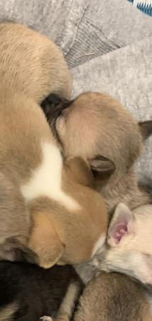 Image 1 of 2 chug pups for sale. 1 tan and white boy, 1 fawn girl