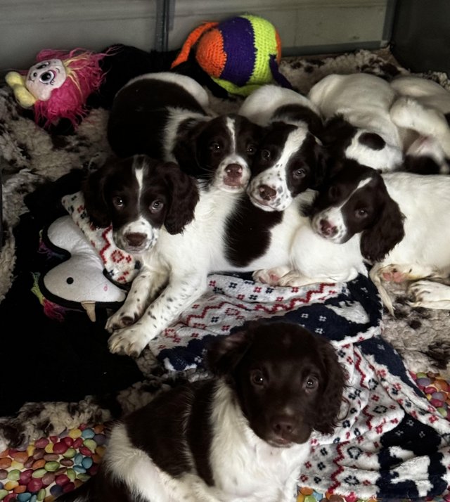 Preview of the first image of Fabulous and stunning English springer puppies.
