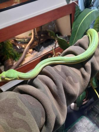 Image 4 of Aru x cyclops male green tree python