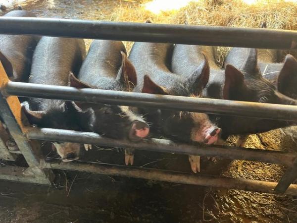 Image 3 of Berkshire Weaner Piglets