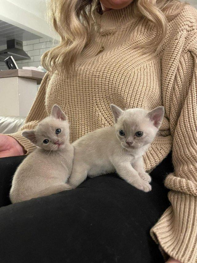Preview of the first image of blue and lilac Burmese boys Kittens for sale.