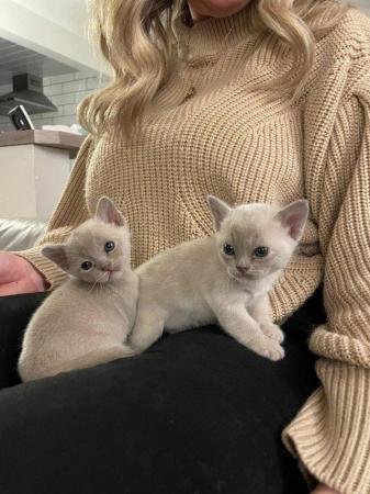 Image 1 of blue and lilac Burmese boys Kittens for sale