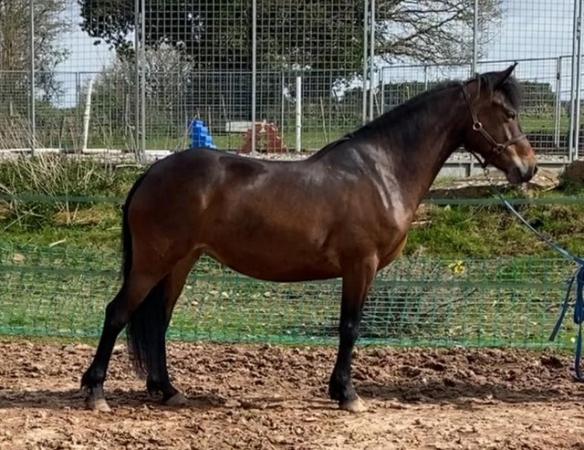 Image 3 of Smart 14 hh Bay Registered Connemara mare Class One