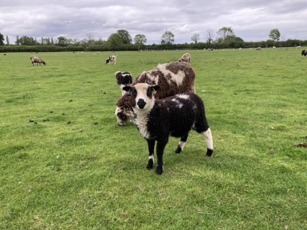 Image 12 of Shetland sheep wether lambs (castrated rams) for sale