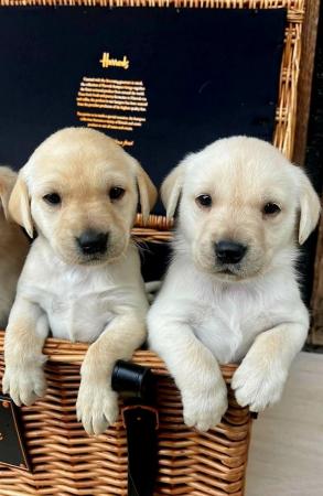 Image 1 of Working bred labrador puppies