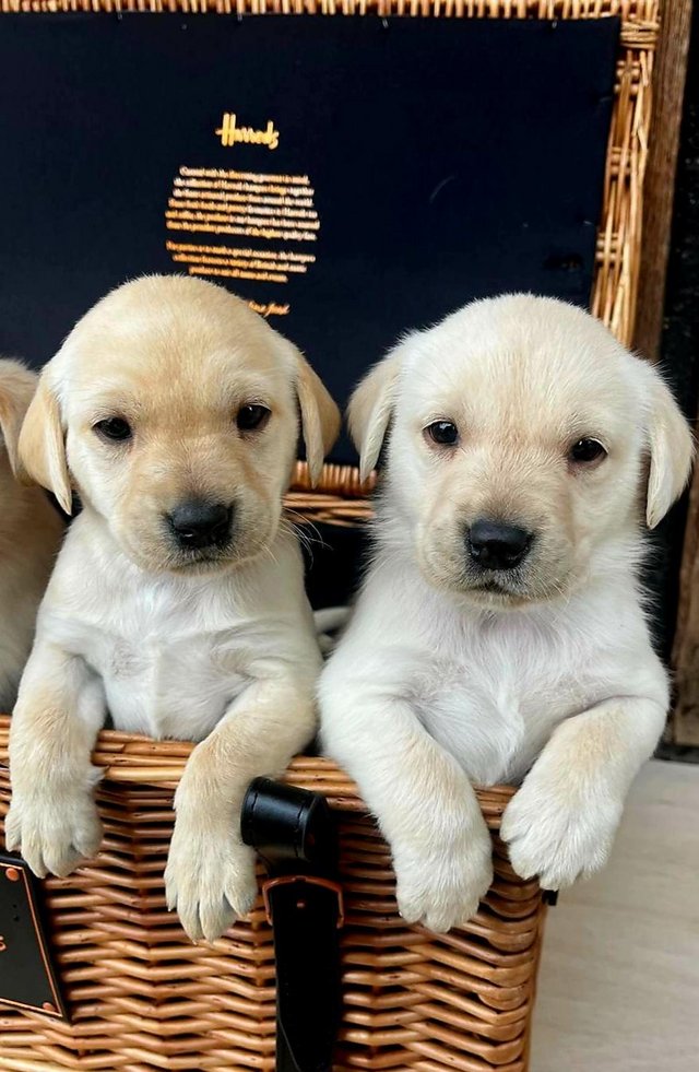 Preview of the first image of Working bred labrador puppies.