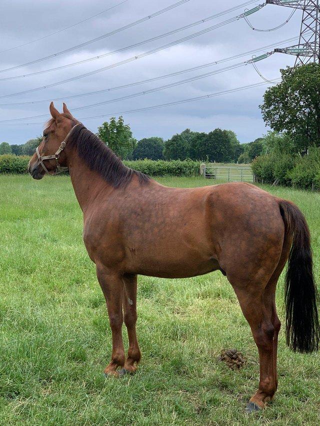 Preview of the first image of Beautiful Irish draft xtb gelding.