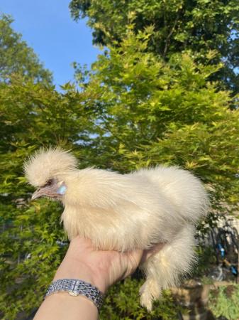 Image 9 of 6 HATCHING EGGS miniature silkies mixed colours available