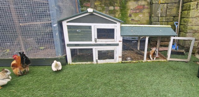 Image 9 of Serama chicken & Coop for sale