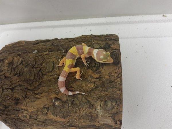 Image 2 of 8 week old leopard geckos with giant gene