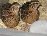 Preview of the first image of Male Japanese quail for sale.......MALE.......