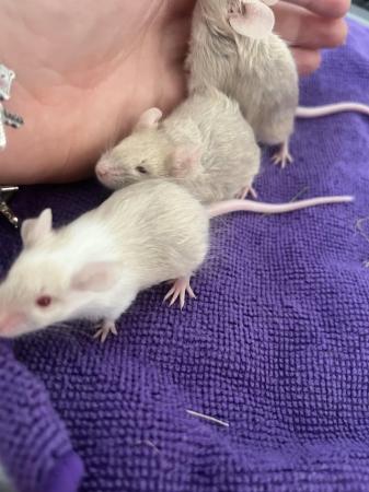 Image 1 of Fancy mice very tame males and females available