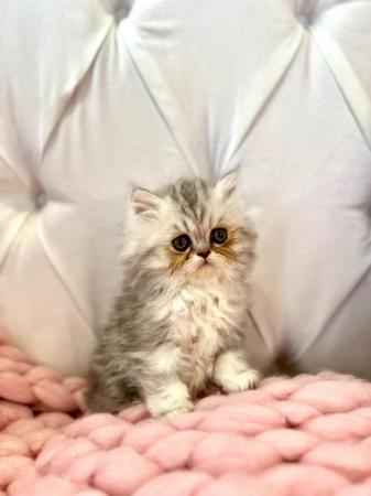 Image 18 of **Stunning 5 generation pedigree Persian kittens**