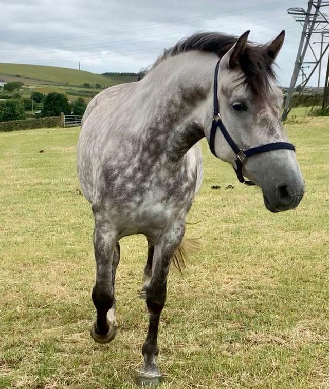 Preview of the first image of IRISH DRAUGHT GREY MARE.
