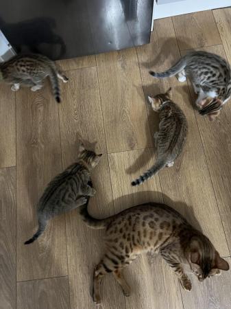 Image 24 of Beautiful Bengal Mix Kittens