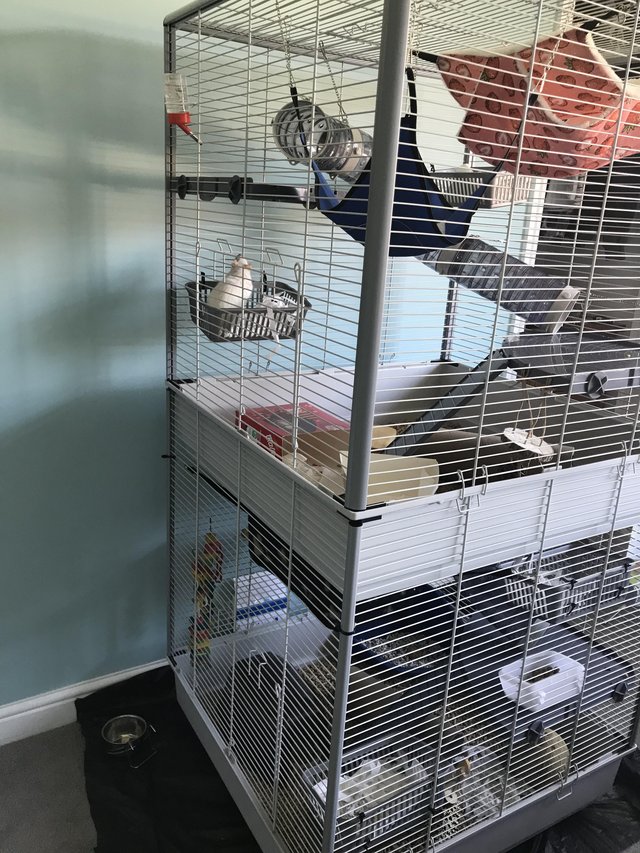 Preview of the first image of Massive rat/ferret cage really good quality.