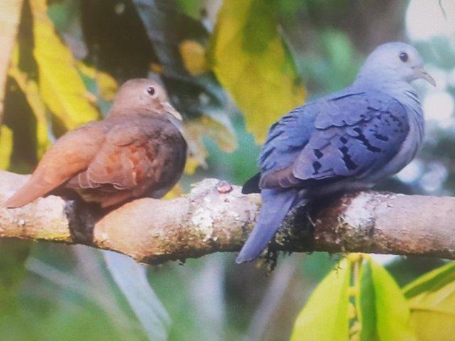 Preview of the first image of Blue ground dove and lemon dove for sale.